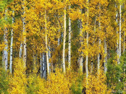 Picture of YELLOW WOODS II