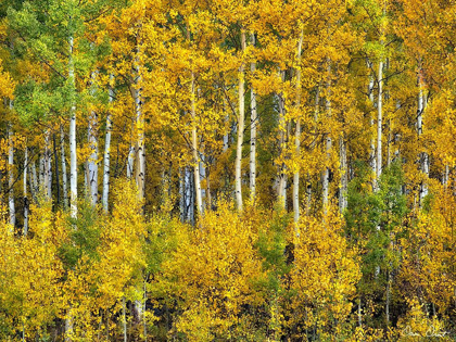 Picture of YELLOW WOODS III