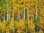 Picture of YELLOW WOODS III
