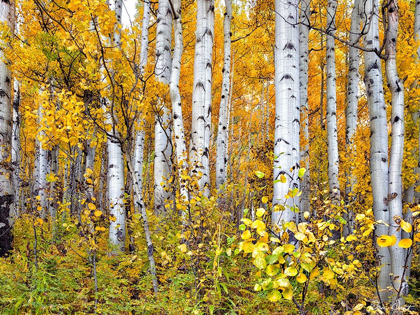 Picture of YELLOW WOODS IV