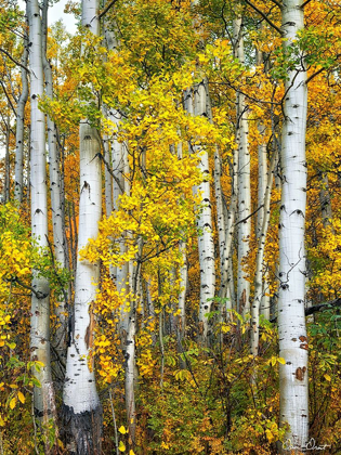 Picture of YELLOW WOODS V