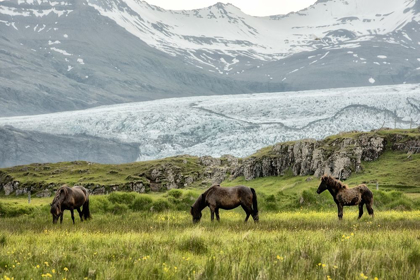 Picture of GRAZING AT THE GLACIER