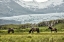 Picture of GRAZING AT THE GLACIER