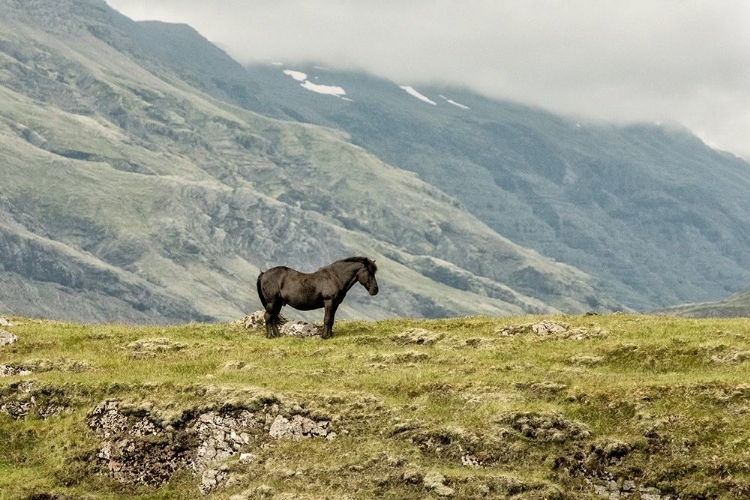 Picture of STANDING ALONE