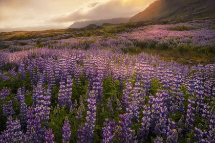 Picture of FIELD OF LUPINES