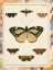 Picture of MARBLE BUTTERFLIES II