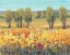 Picture of GOLDEN FIELDS I