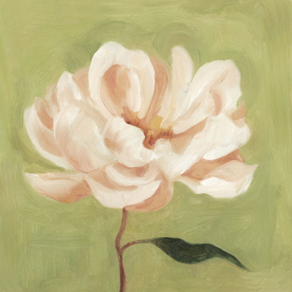Picture of PEONY ON OLIVE II