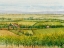 Picture of WINE COUNTRY VIEW I