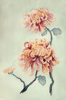 Picture of CHRYSANTHEMUM BEAUTY I