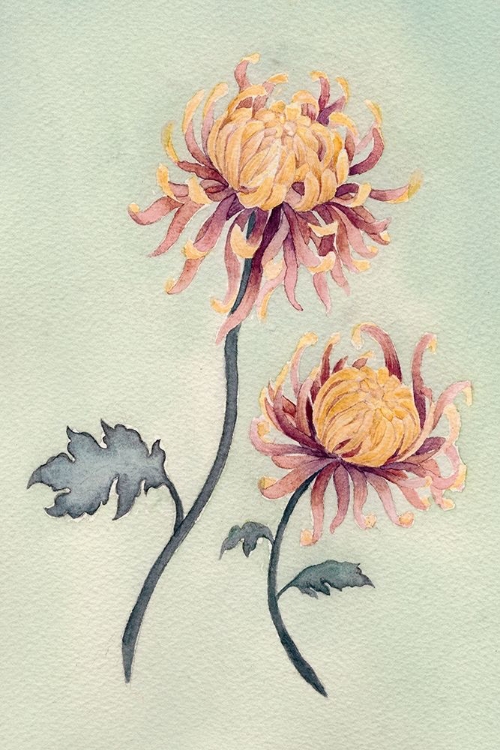 Picture of CHRYSANTHEMUM BEAUTY II