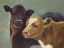 Picture of FARM PALS II