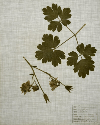 Picture of PRESSED LEAVES ON LINEN I