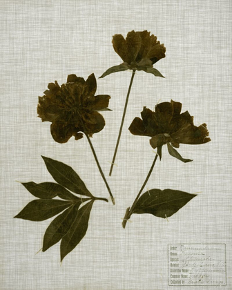 Picture of PRESSED LEAVES ON LINEN II