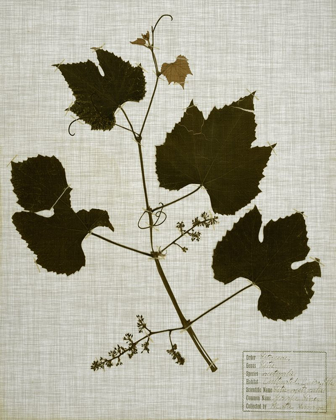Picture of PRESSED LEAVES ON LINEN III