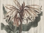 Picture of RUSTIC FLORAL III