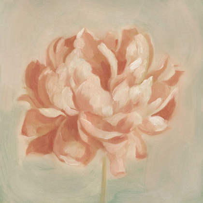 Picture of SPRING PEONY II