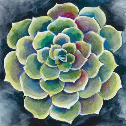 Picture of SUCCULENT ROSETTE II