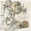 Picture of ROSE ROMANCE IV