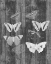 Picture of RUSTIC BUTTERFLY CHART I