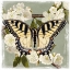 Picture of BUTTERFLY BRANCH II