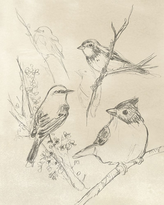 Picture of VINTAGE SONGBIRD SKETCH I