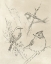 Picture of VINTAGE SONGBIRD SKETCH I