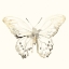 Picture of SEPIA BUTTERFLY IMPRESSIONS II