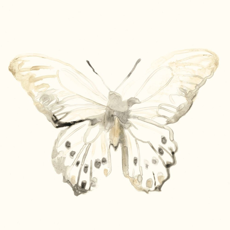 Picture of SEPIA BUTTERFLY IMPRESSIONS II
