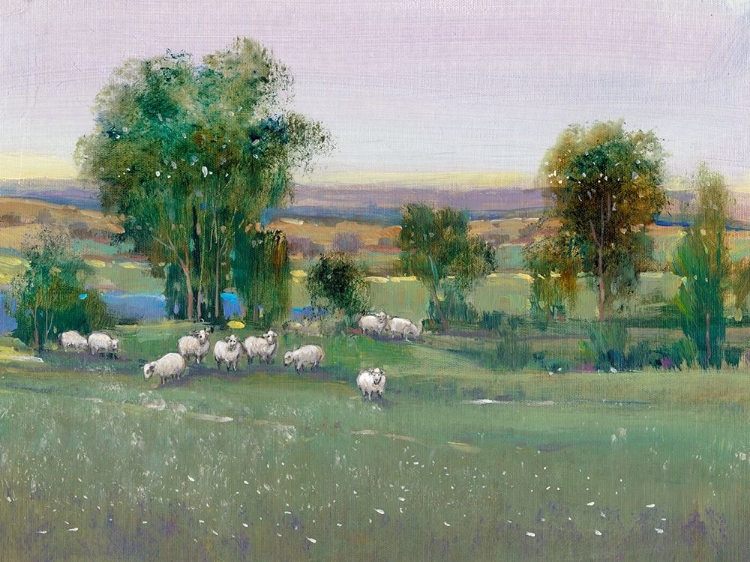 Picture of FIELD OF SHEEP II