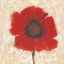 Picture of RED POPPY PORTRAIT II
