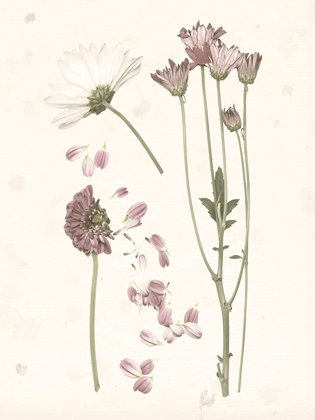 Picture of PRESSED BLOOMS II