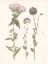 Picture of PRESSED BLOOMS III