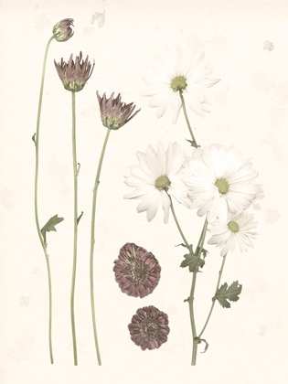 Picture of PRESSED BLOOMS IV