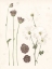 Picture of PRESSED BLOOMS IV
