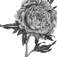 Picture of FLOWERS IN GREY II