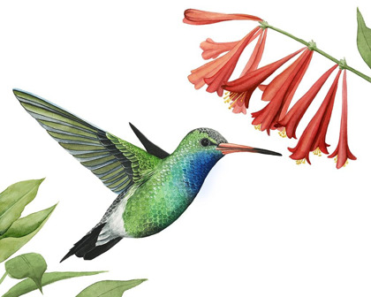 Picture of HUMMINGBIRD AND FLOWER II