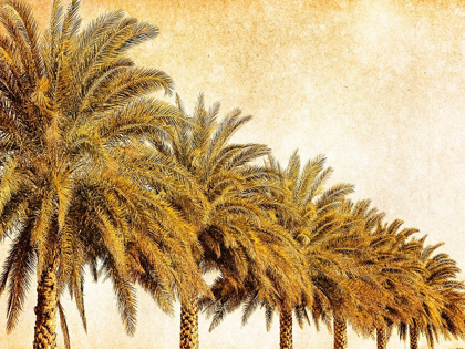 Picture of PALMS ON BROWN I