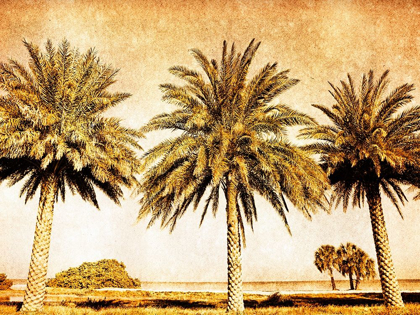 Picture of PALMS ON BROWN II
