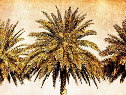 Picture of PALMS ON BROWN III