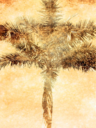 Picture of PALMS ON BROWN IV