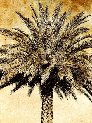 Picture of PALMS ON BROWN V