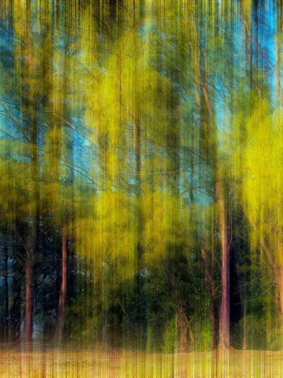 Picture of TREE BLUR I