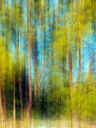 Picture of TREE BLUR II