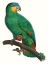 Picture of PARROT OF THE TROPICS I