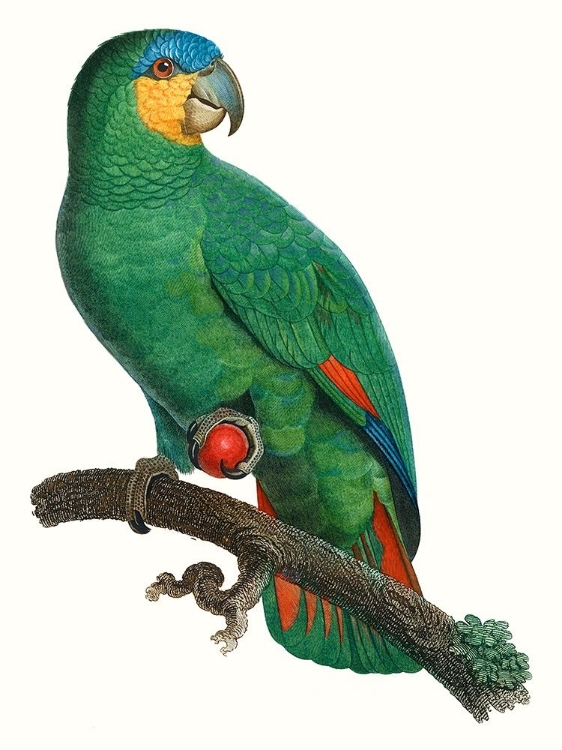 Picture of PARROT OF THE TROPICS I