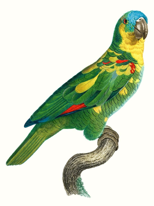 Picture of PARROT OF THE TROPICS II