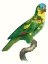 Picture of PARROT OF THE TROPICS II