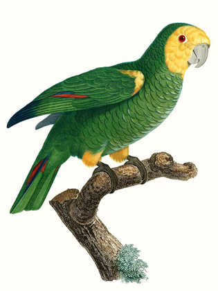 Picture of PARROT OF THE TROPICS IV
