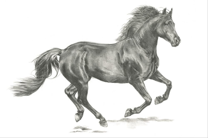 Picture of WILD HORSE PORTRAIT II